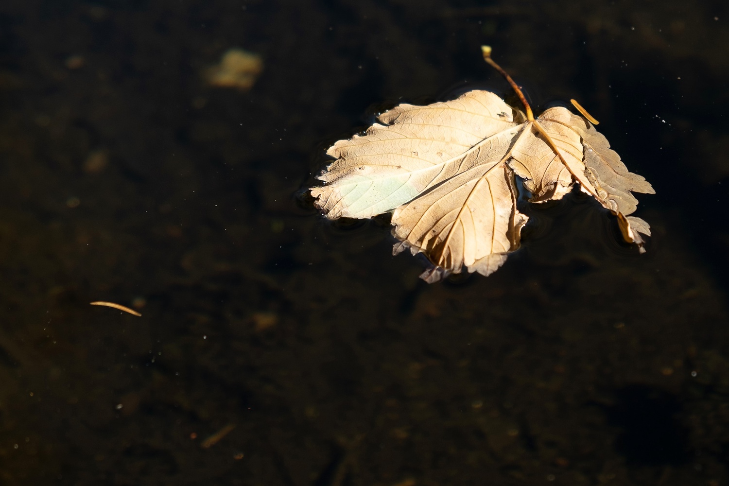 Blatt im Moorsee