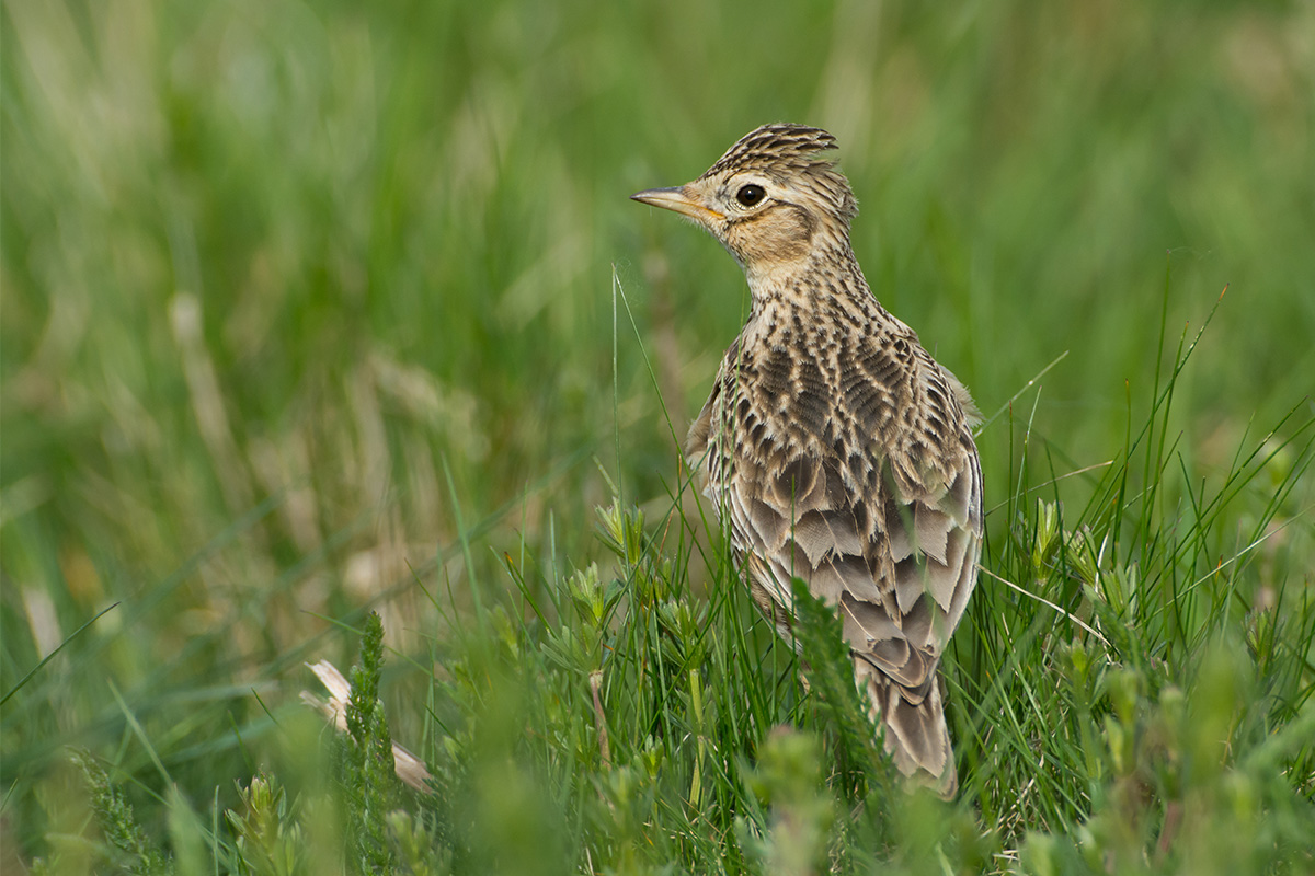 Vogel des Jahres 2019