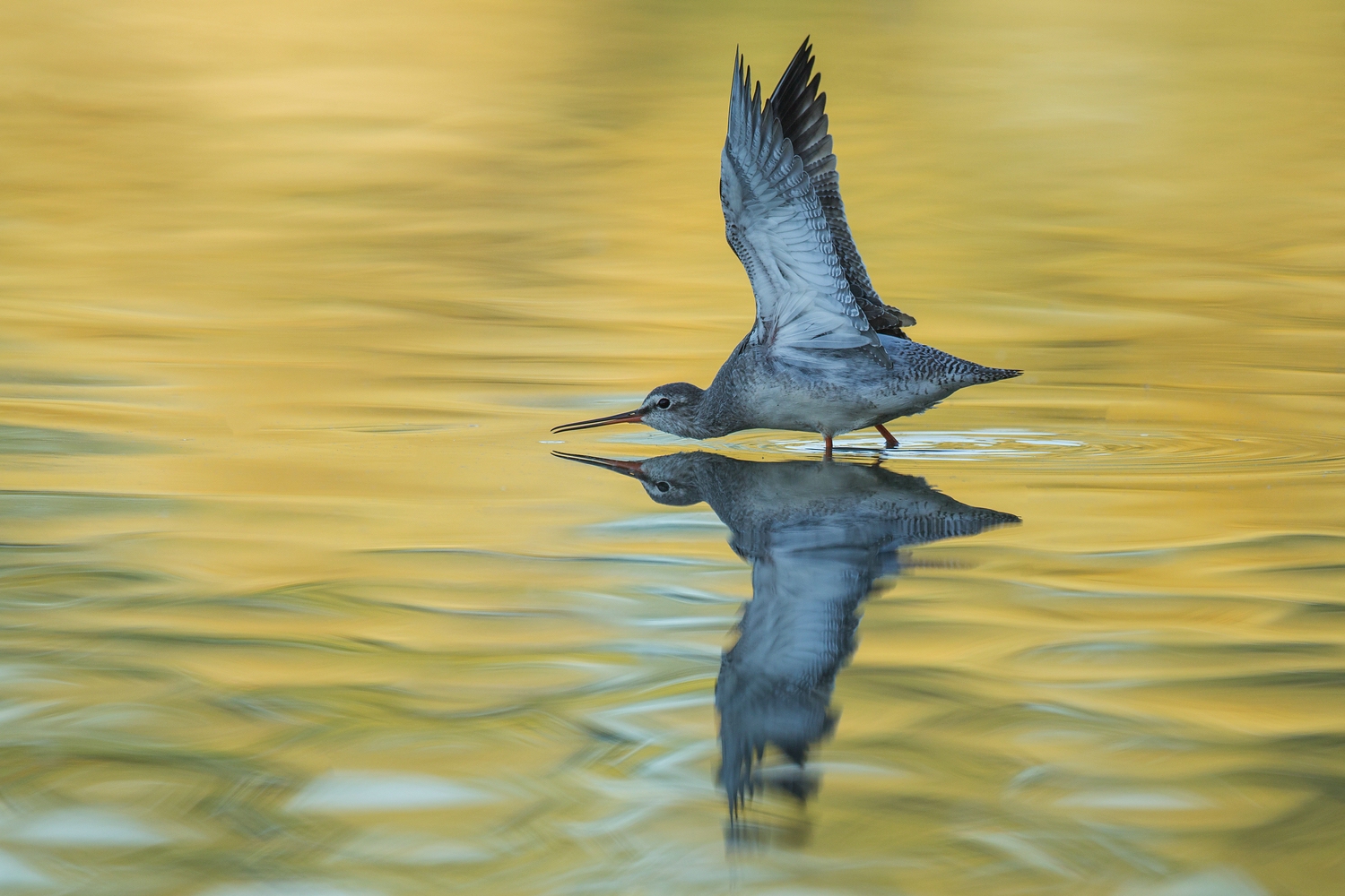 Dunkler Wasserläufer