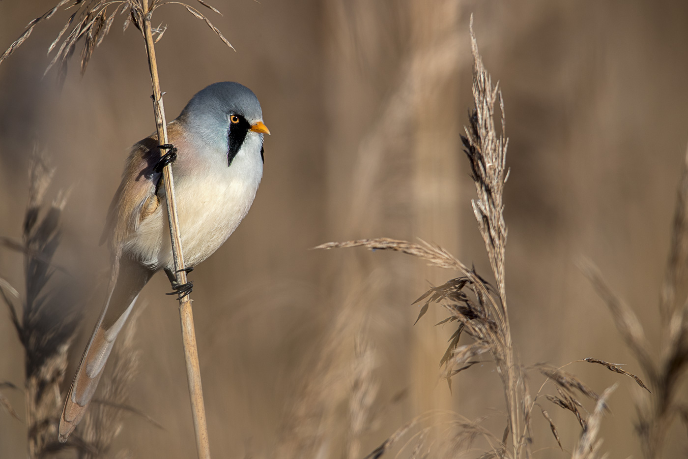 Bartmeise (Panurus biarmicus)