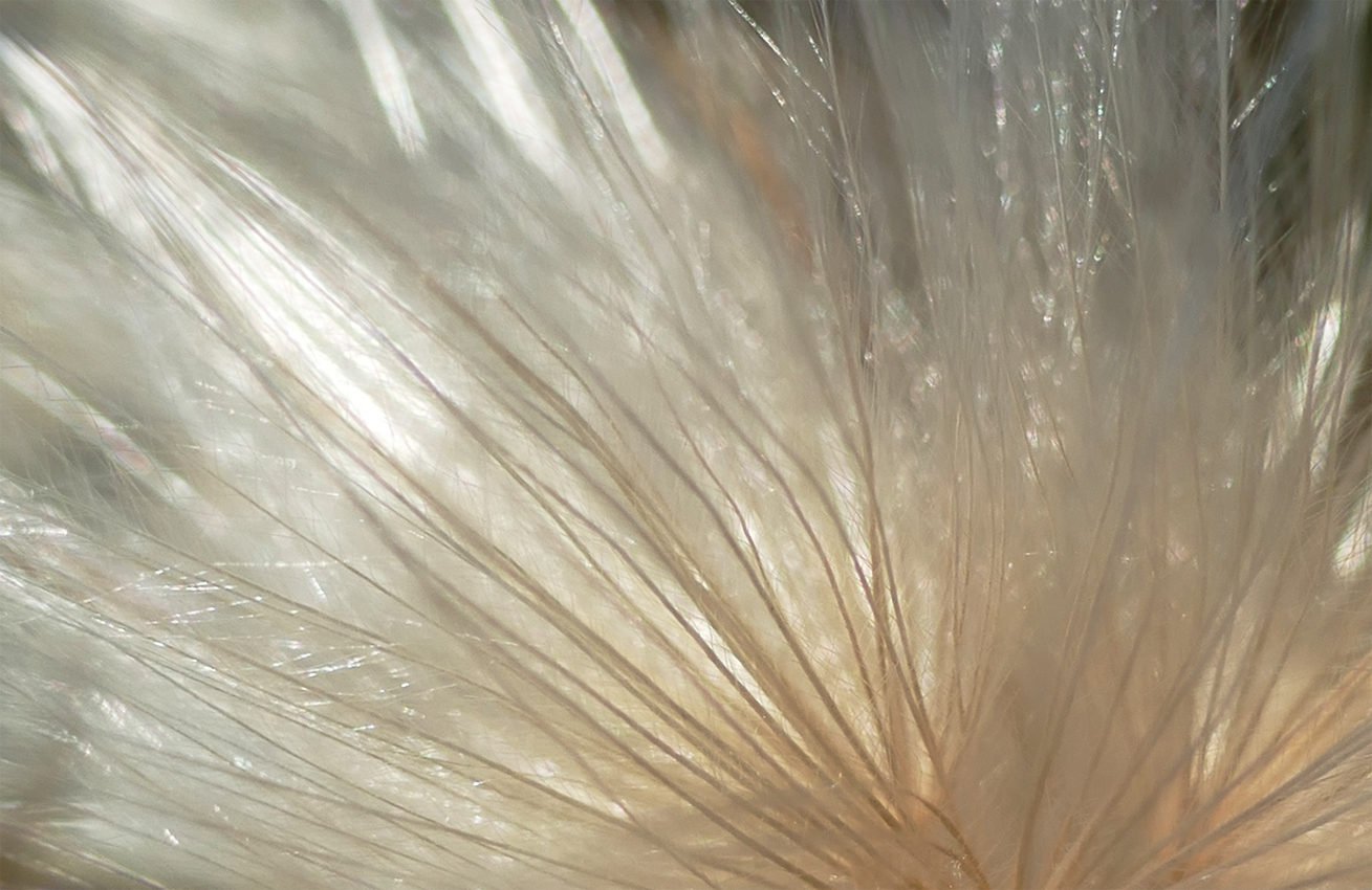 Licht
