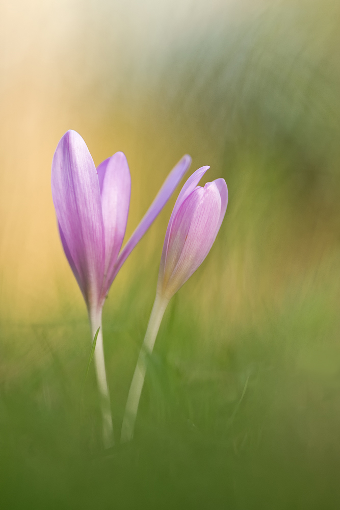 Colchicum autumnale