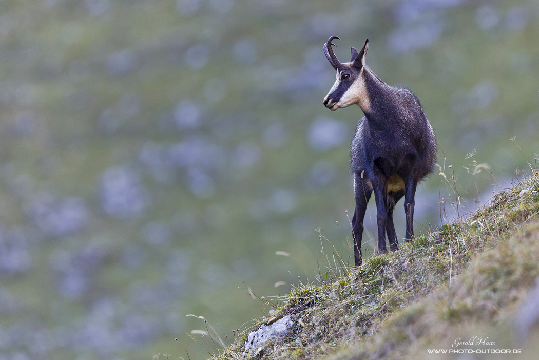Karwendelkönig