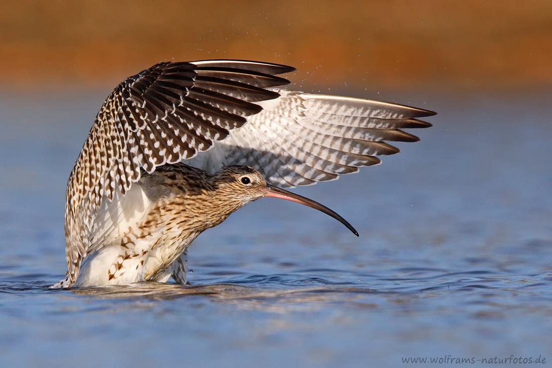 Brachvogel