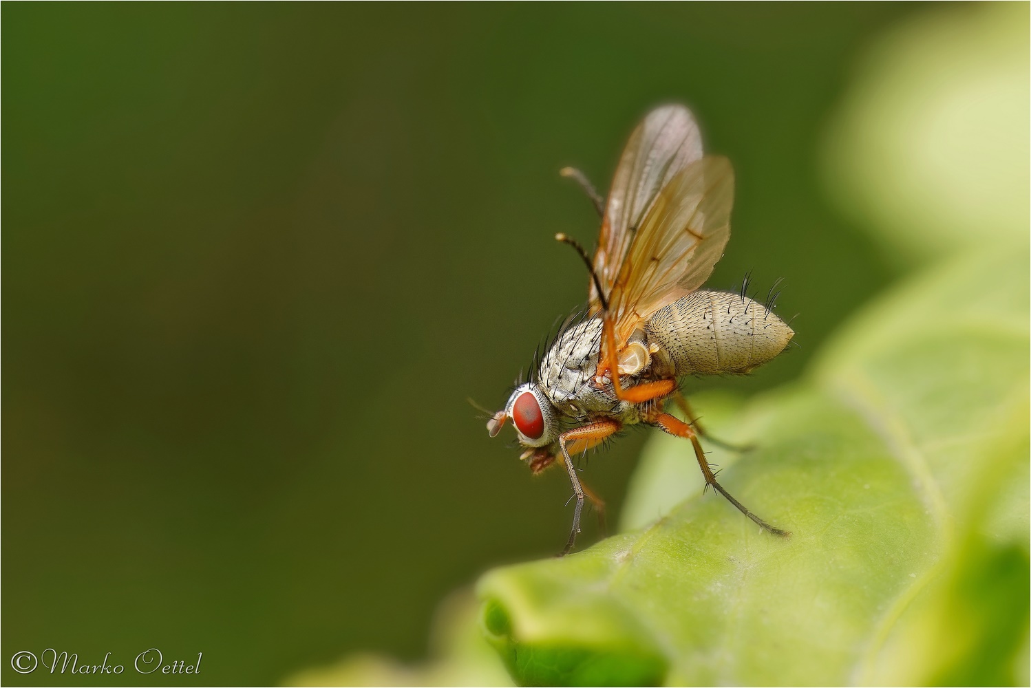 Phaonia valida