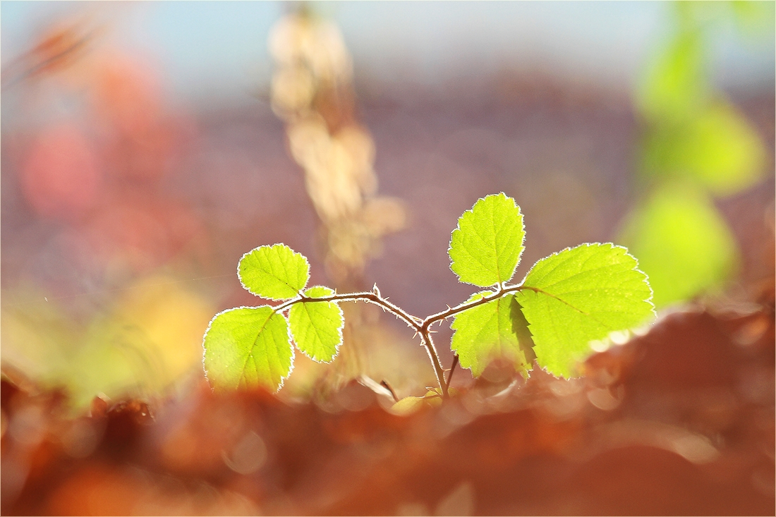 ~Herbst~