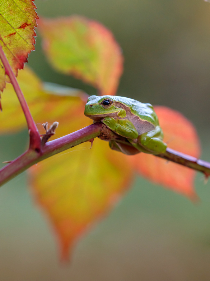 Herbst-Laubi ...