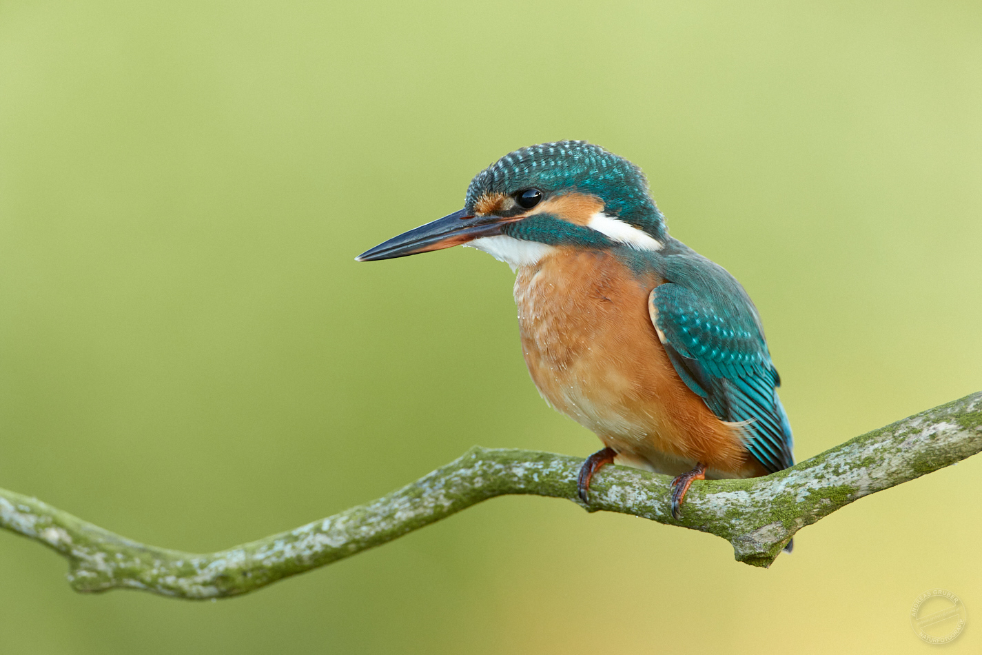 Eisvogel ♀