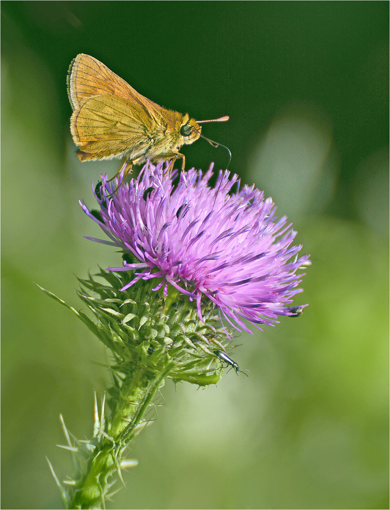 Auf der Distel mit Mini-Gesellschaft