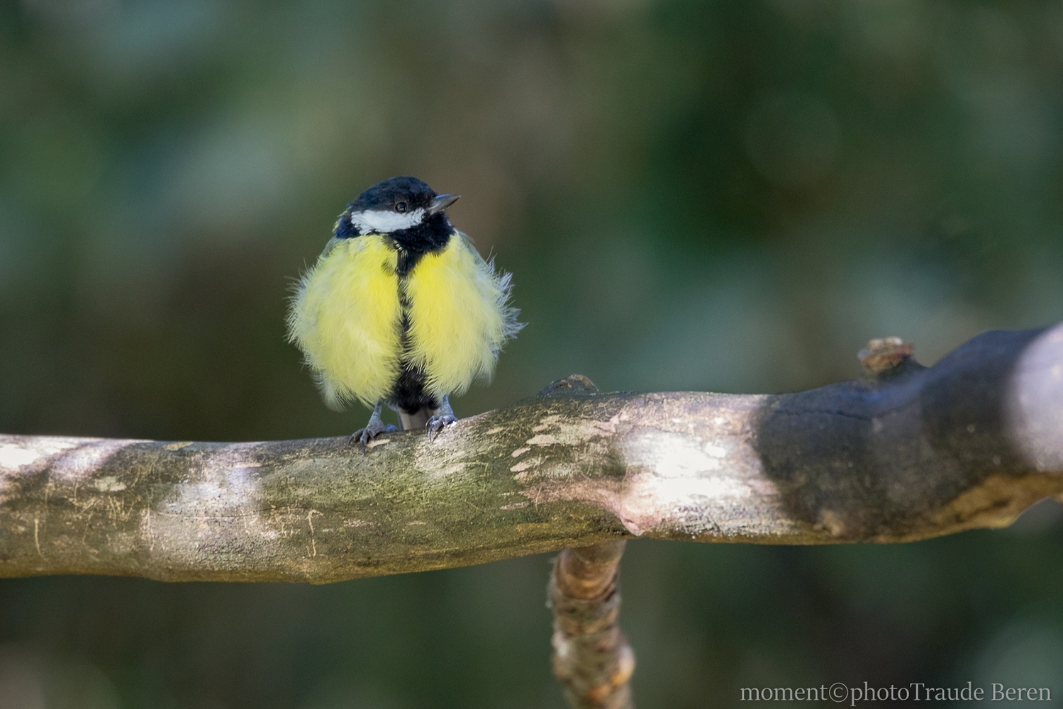 Federball (Forum für Naturfotografen)