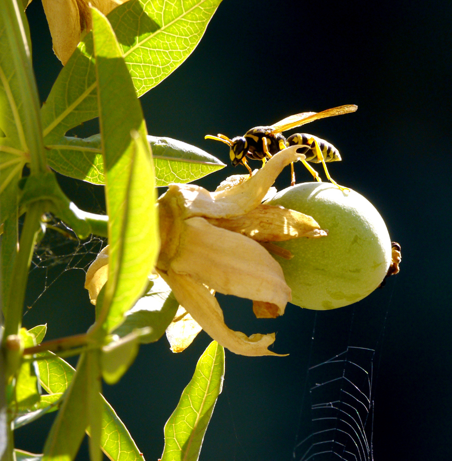 Wespenbesuch auf Passionsfrucht