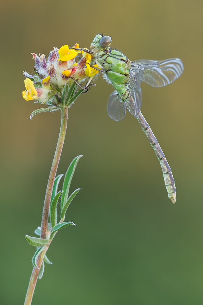 Profil-Libelle