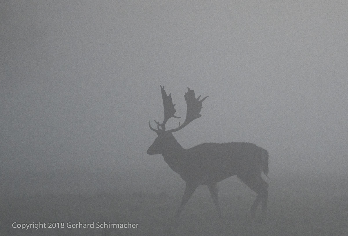 Damhirsch im Morgennebel