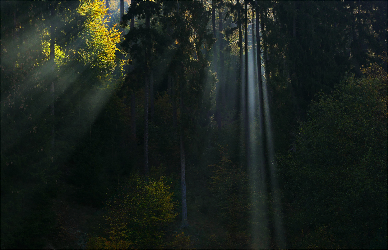 Herbstlicher Lichtspot im Wald