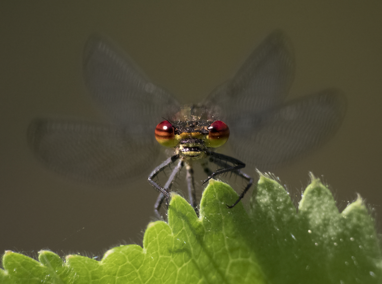 Fliegender Edelstein