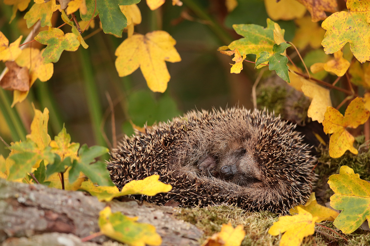 Mittagsschläfchen (Forum für Naturfotografen)