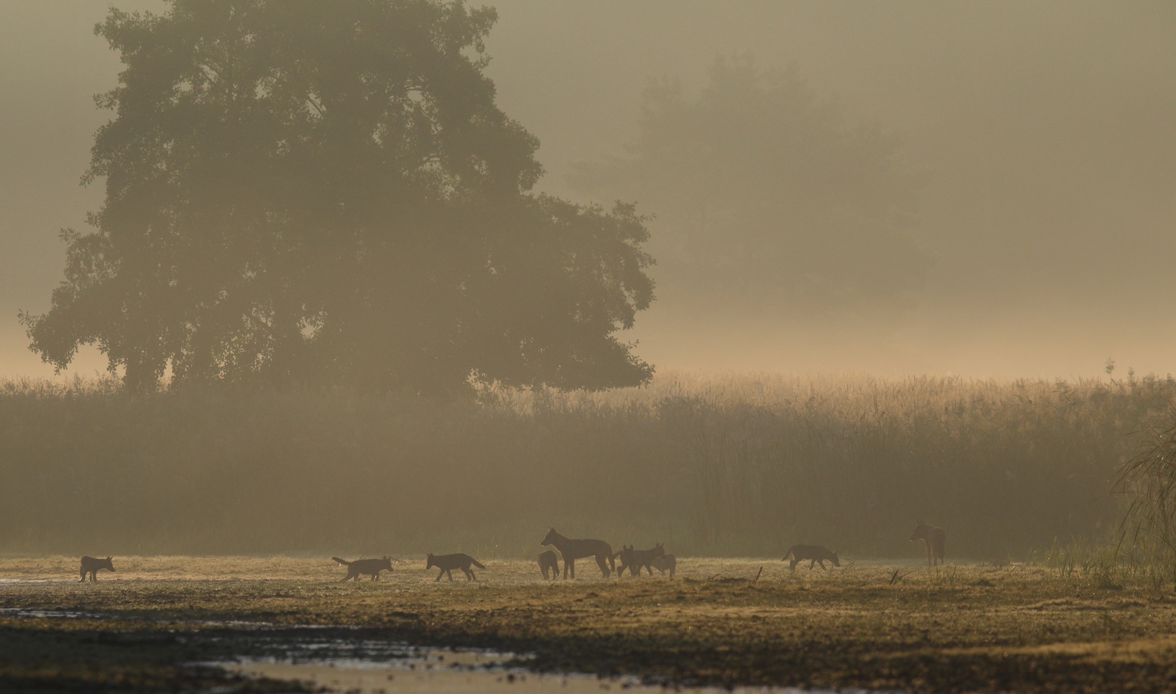 Morgennebel