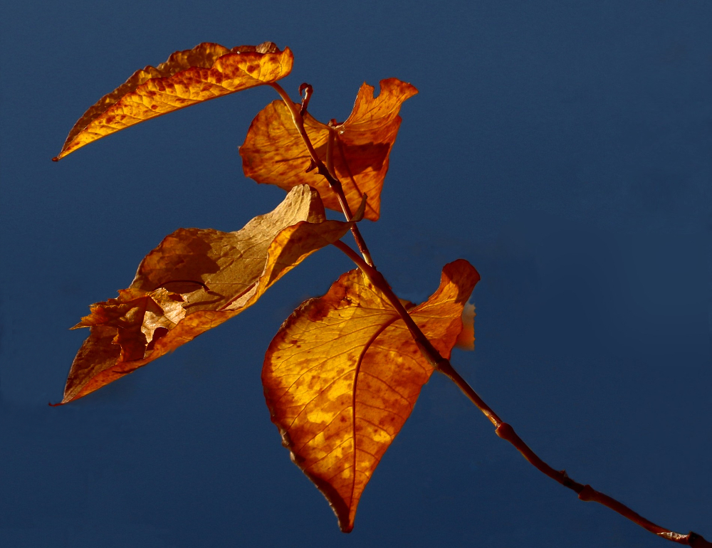 Das kleine Blatt auf dem Blatt