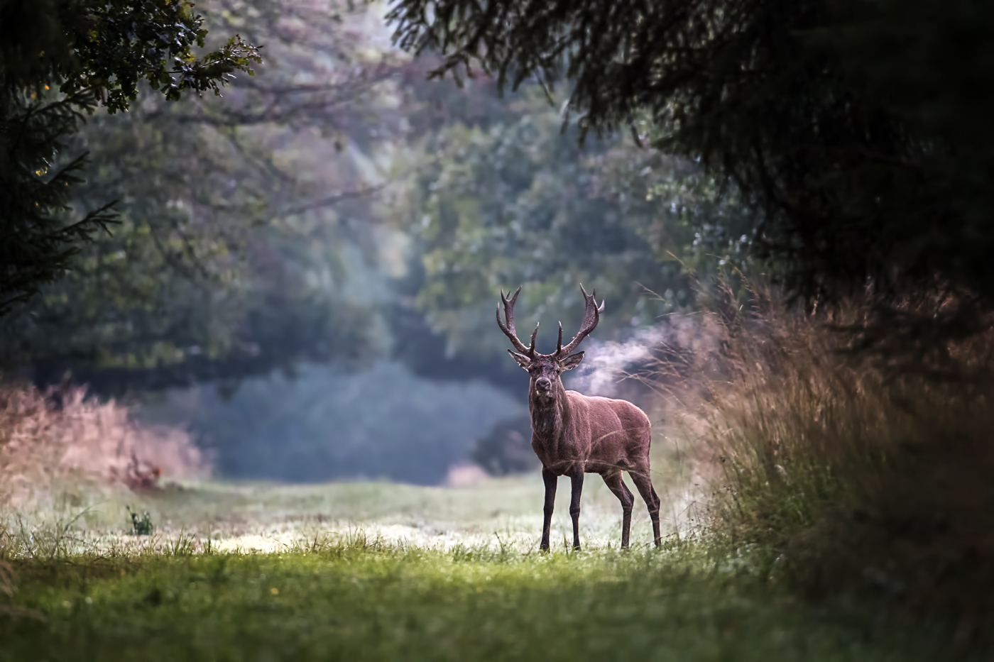 Rothirsch (Cervus elaphus)