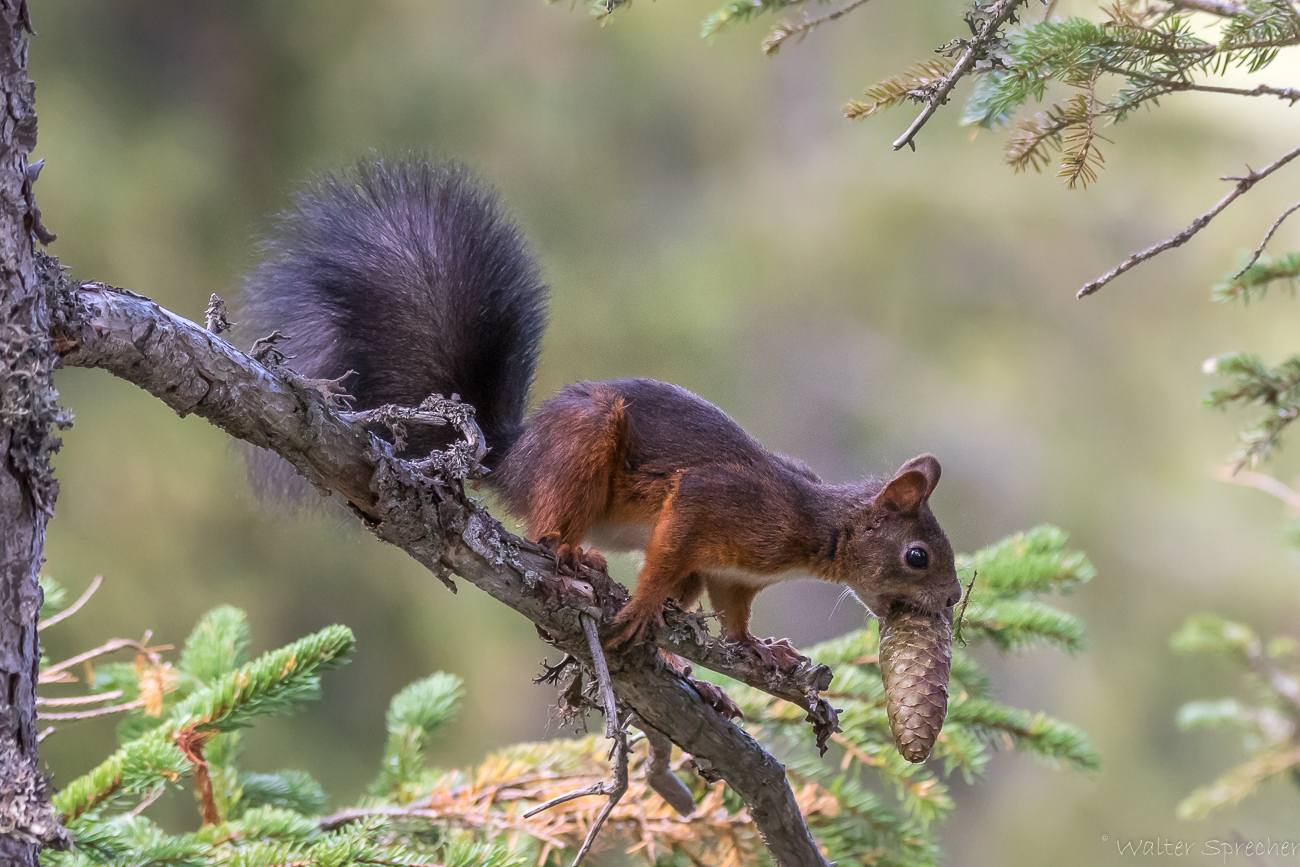 Eichhörnchen ll