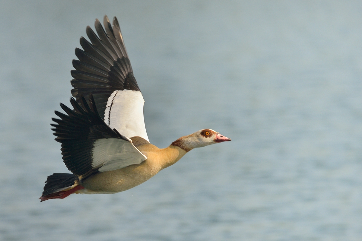 Nilgans