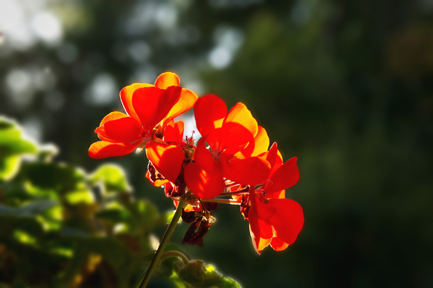 Blüte im Gegenlicht