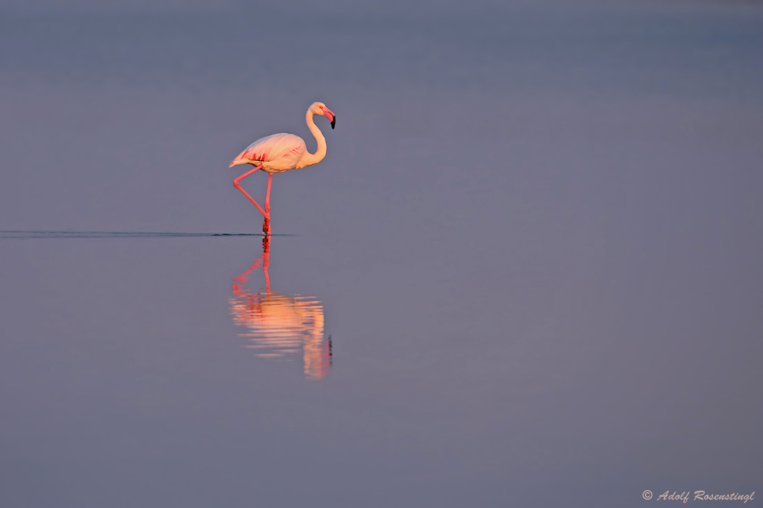 Rosaflamingo (Phoenicopterus roseus)