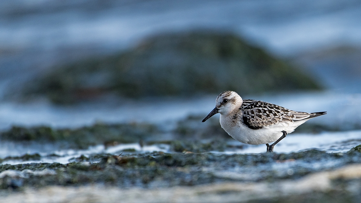 Der Sanderling