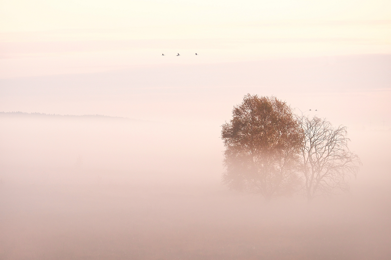 Nebel im Moor