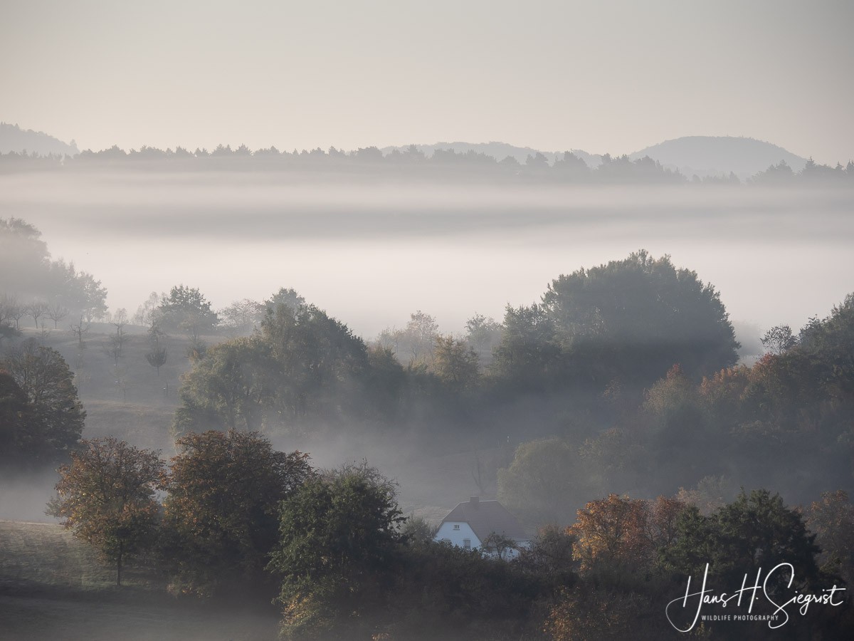 Morgennebel über Busenberg (Südwestpfalz)