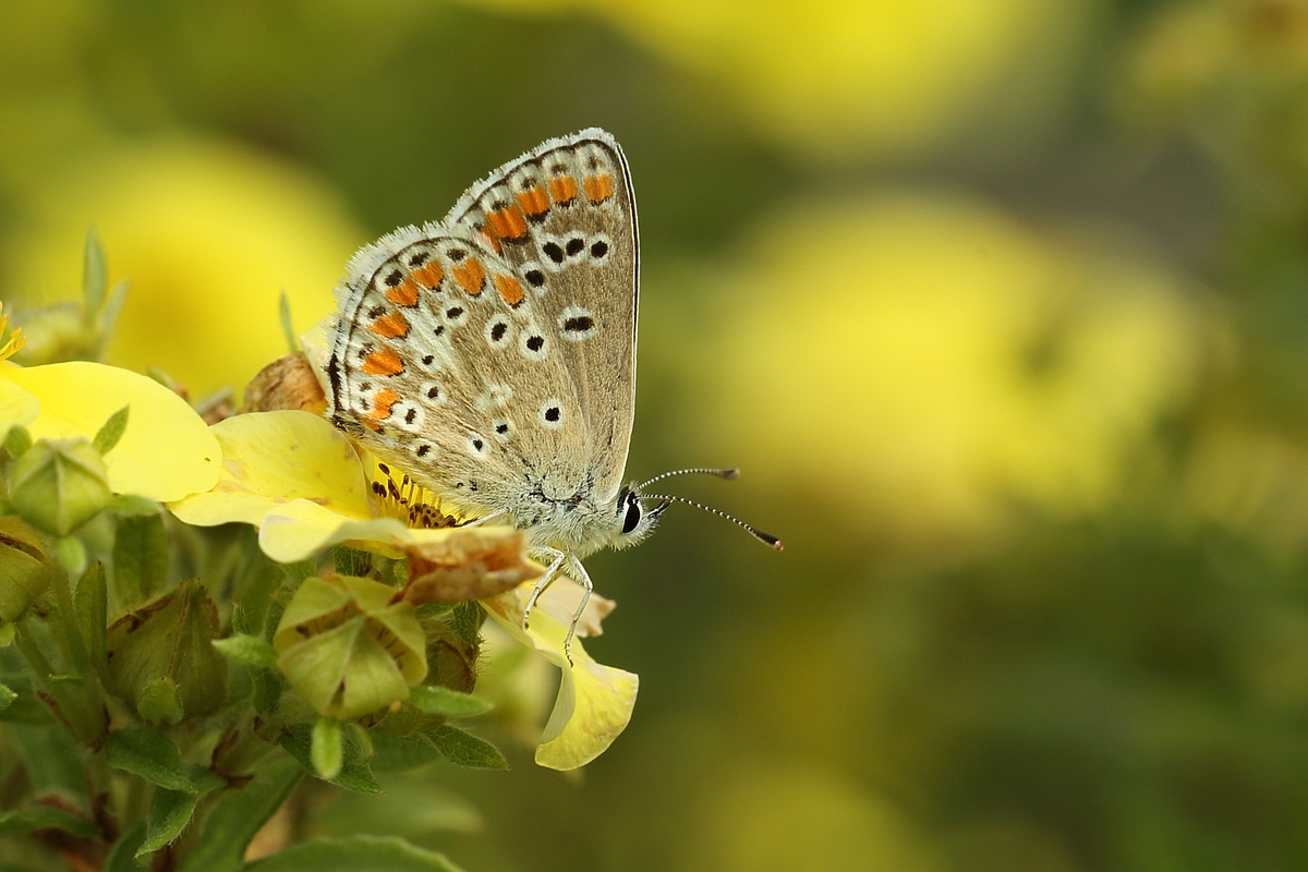 Kleiner Sonnenröschen-Bläuling (Aricia agestis)