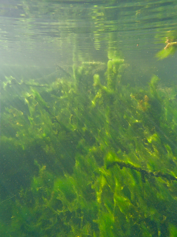Kleine Unterwasserlandschaft