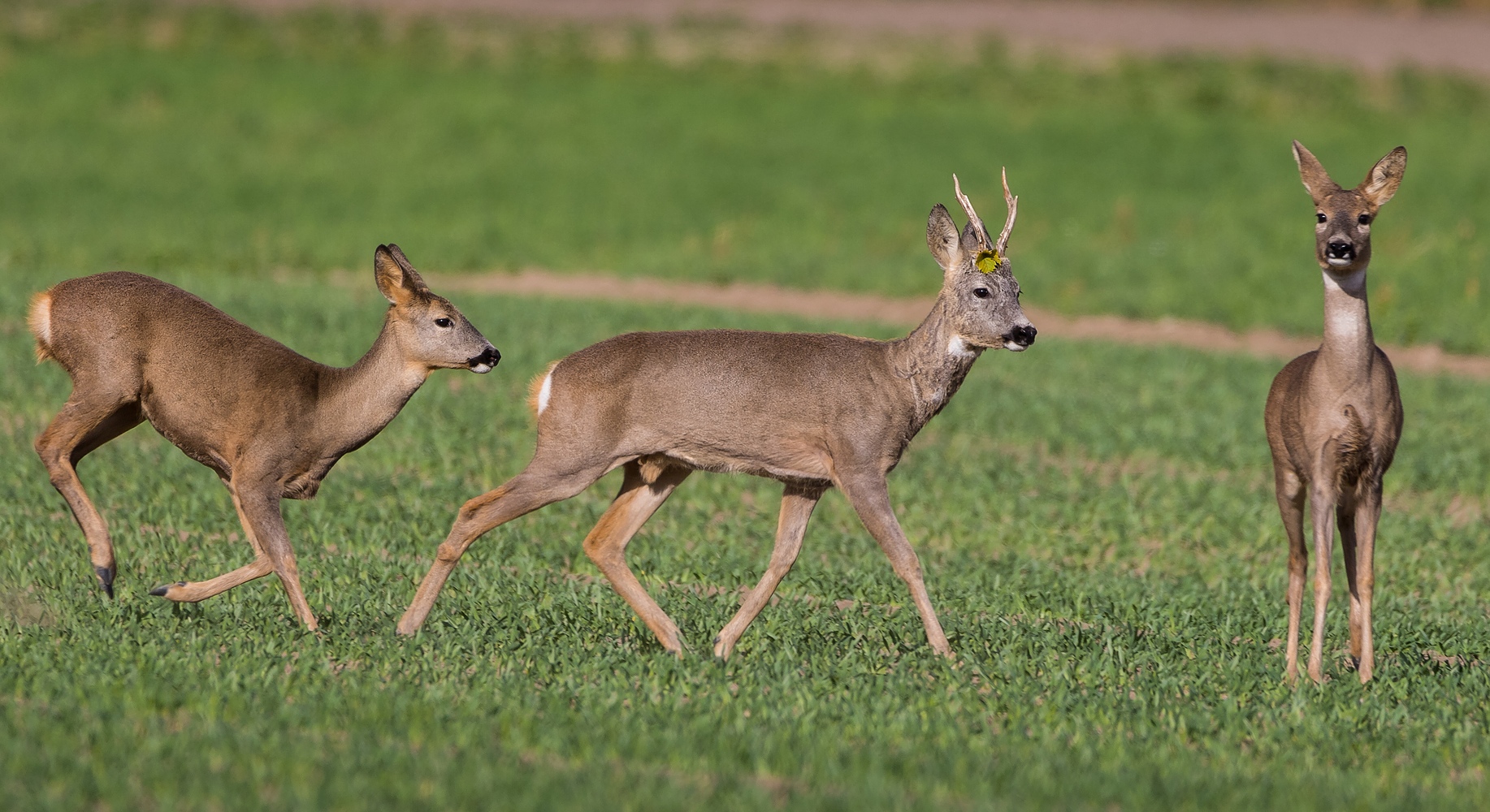 Begehrter Bock mit Schmuck