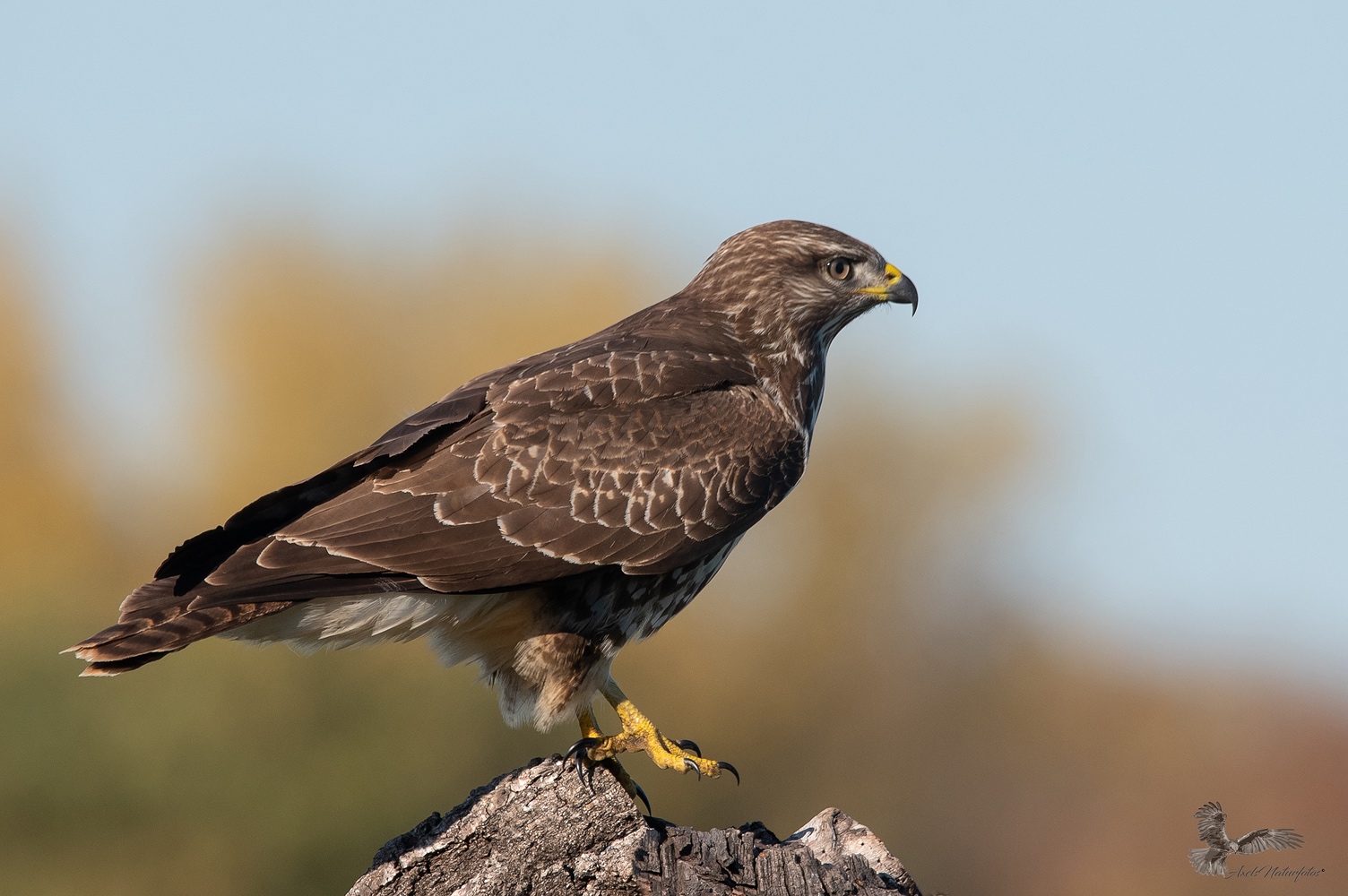 Der Mäusebussard