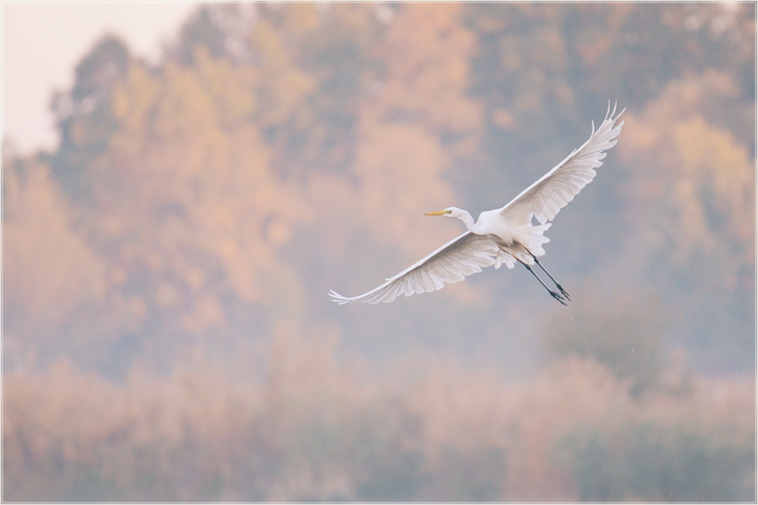 Silberreiher (Ardea alba)