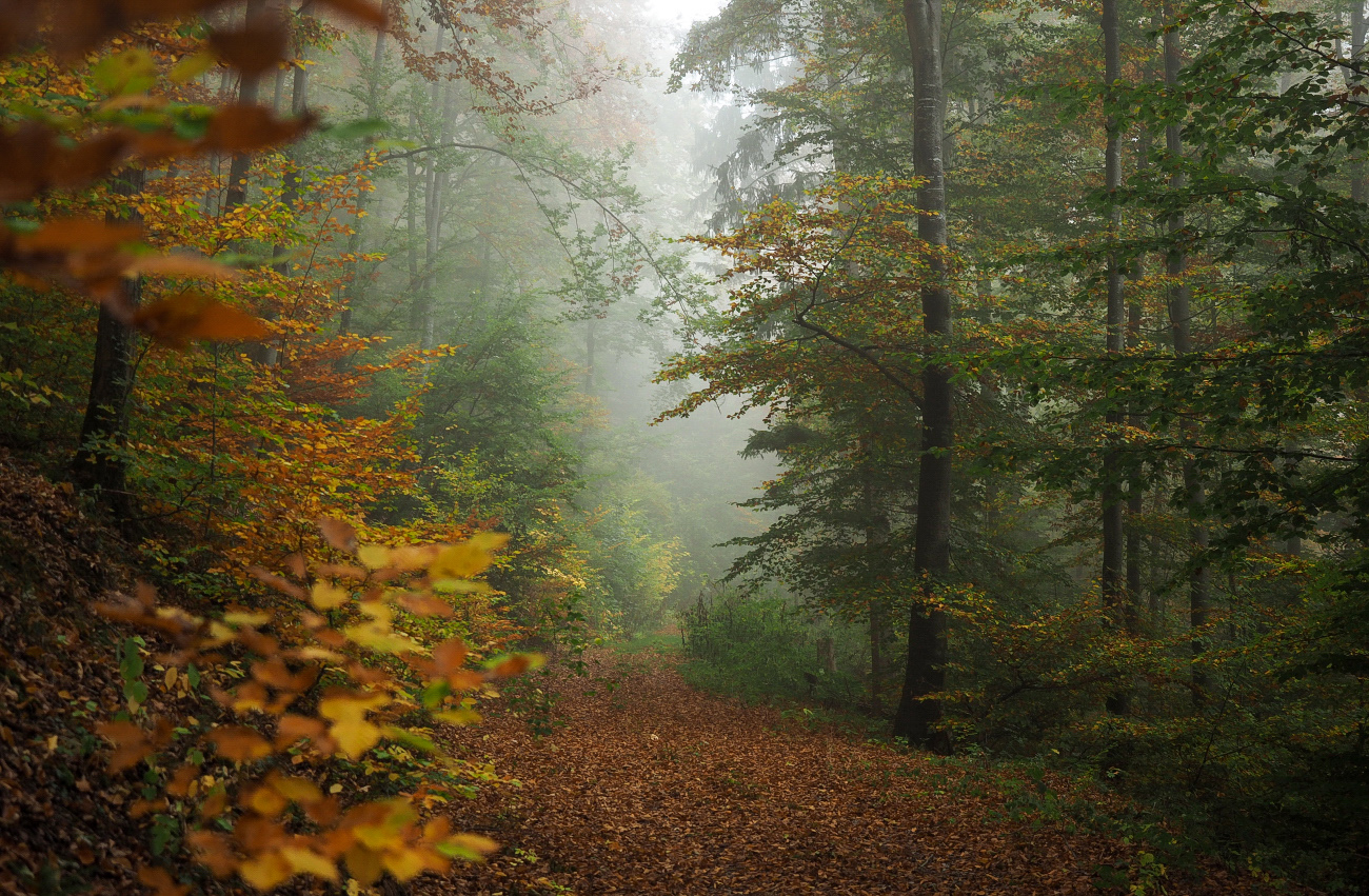 Herbstlicher Wald (Forum für Naturfotografen)