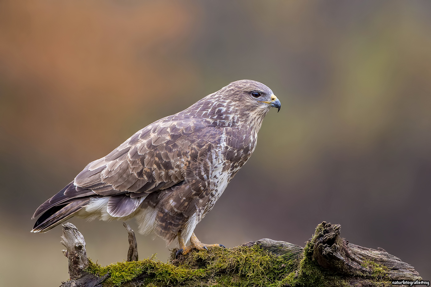 Mäusebussard