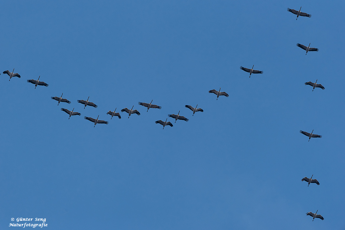 Formationsflug mit Flankenschutz