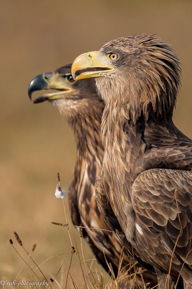 Seeadler Duett