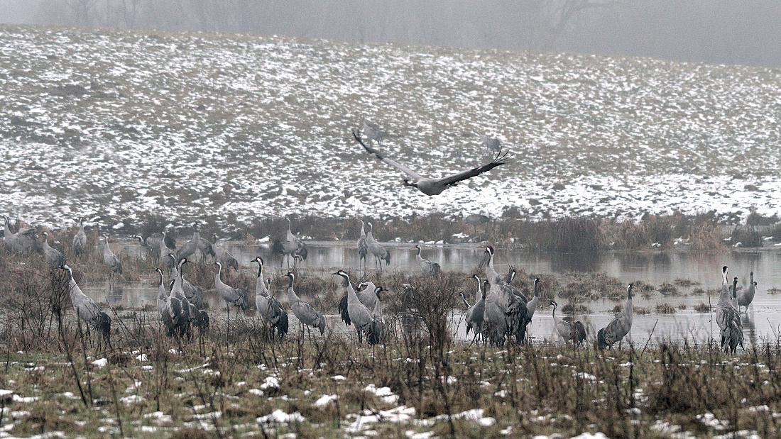 Grau in Grau (Forum für Naturfotografen)