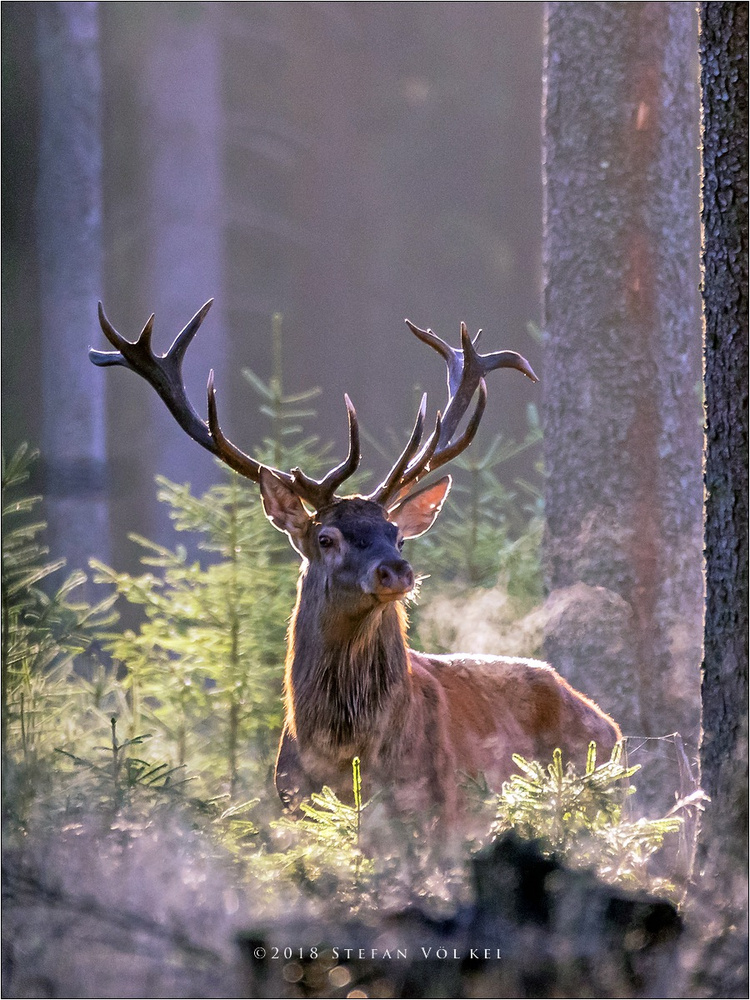 Der König