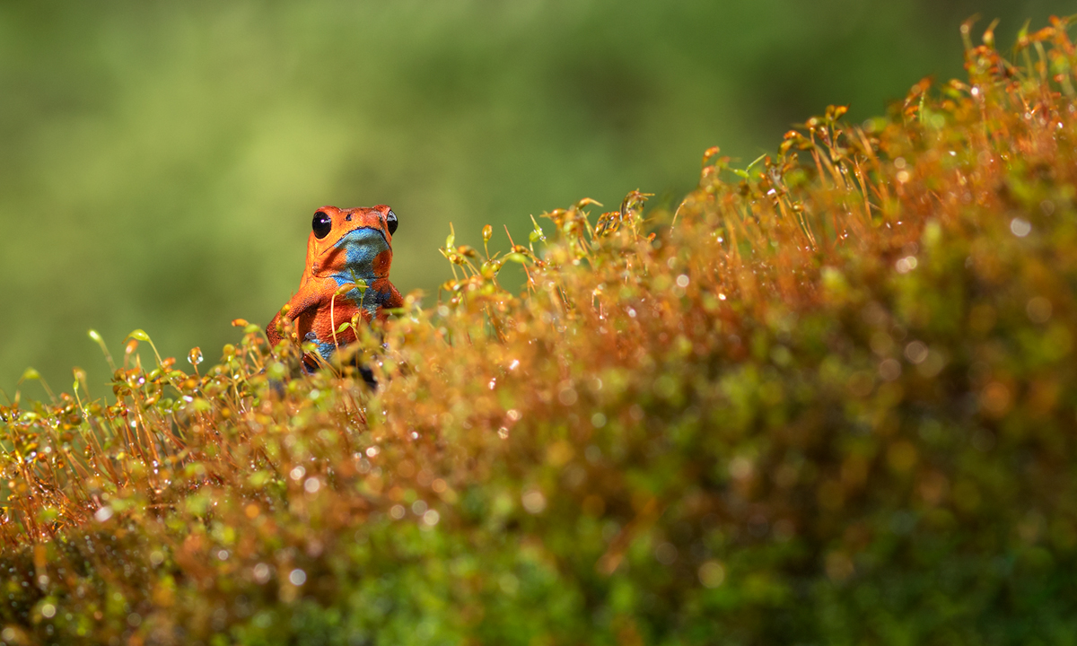 Oophaga pumilio