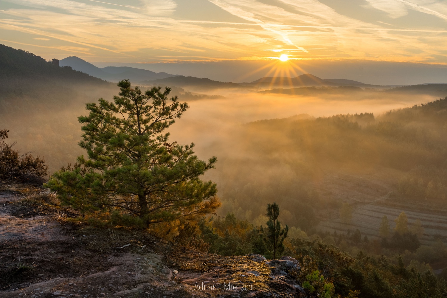 Morgenstimmung im Pfälzerwald