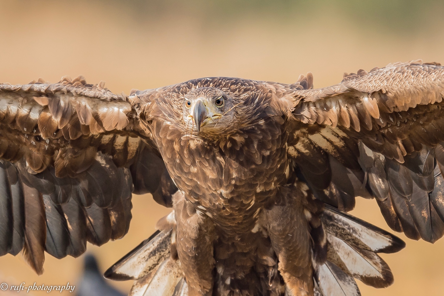 jüngerer Seeadler in Kutno