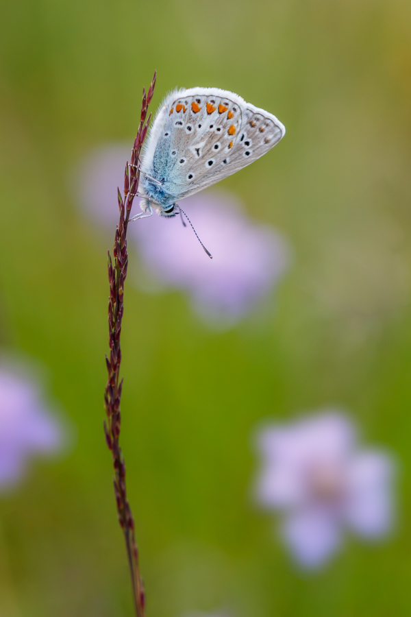 Im Sommer auf der Trockenwiese