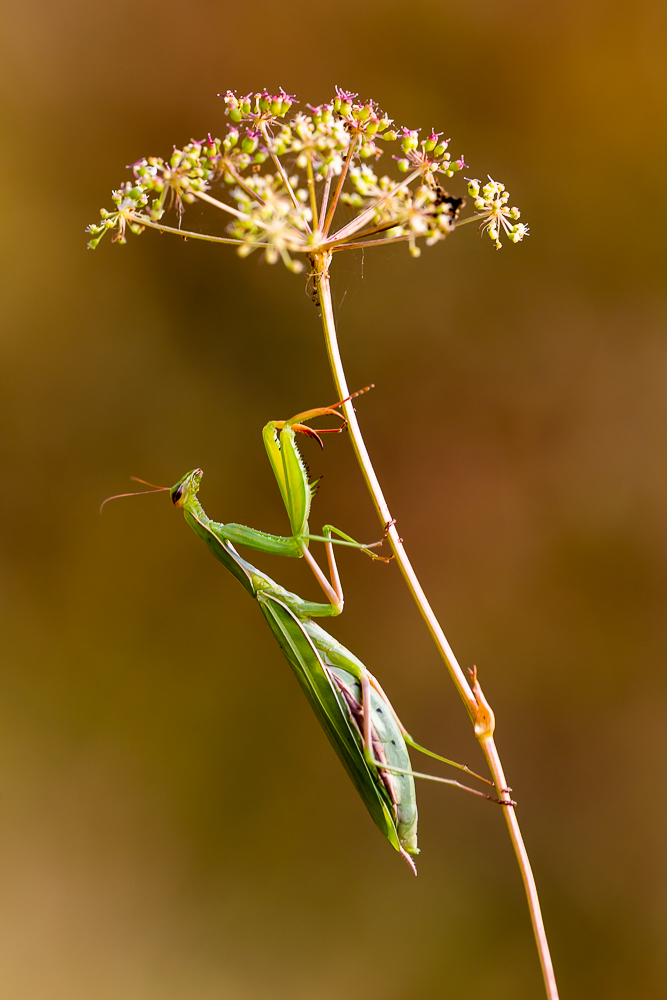 Mantis