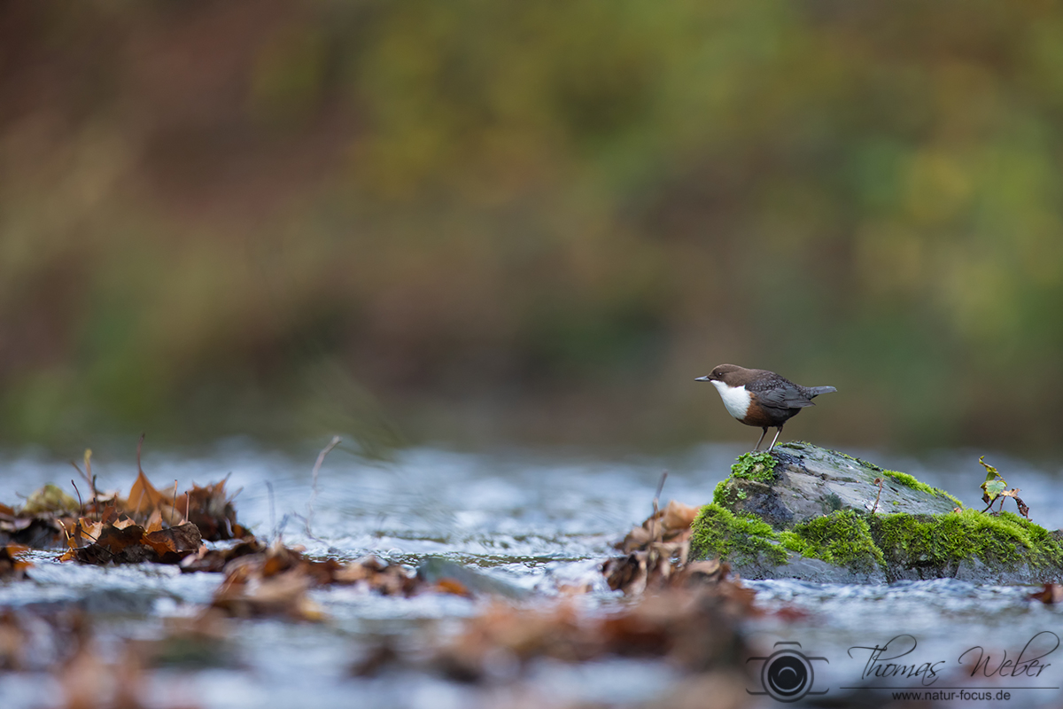 Herbst am Fluss