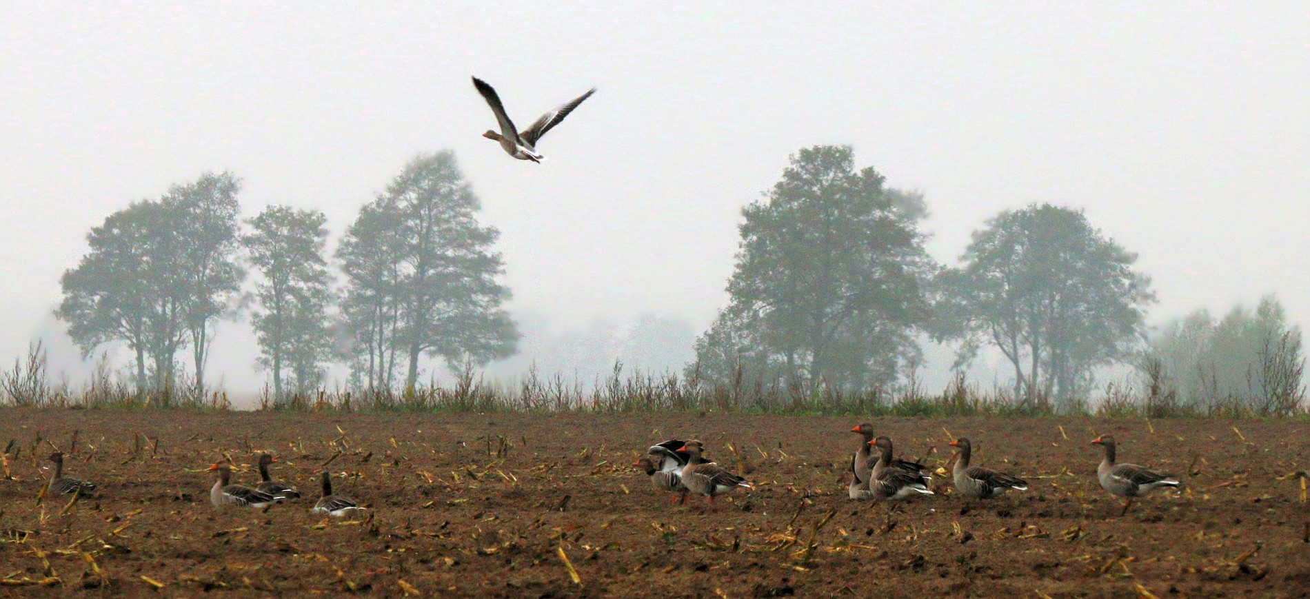 Gänseschar auf herbstlichen Feldern