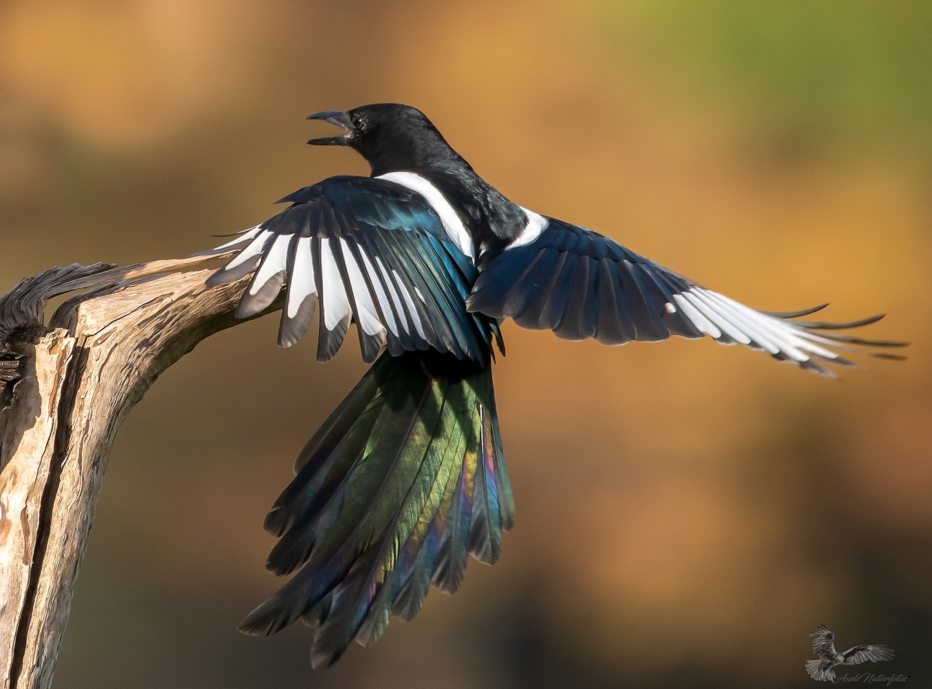 Unser &amp;quot;Paradiesvogel&amp;quot;... (Forum für Naturfotografen)