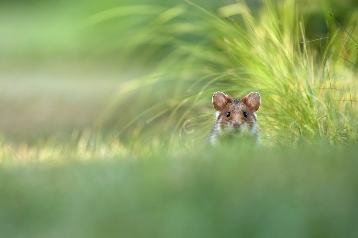 Auf Augenhöhe mit Knopfaugen (Forum für Naturfotografen)